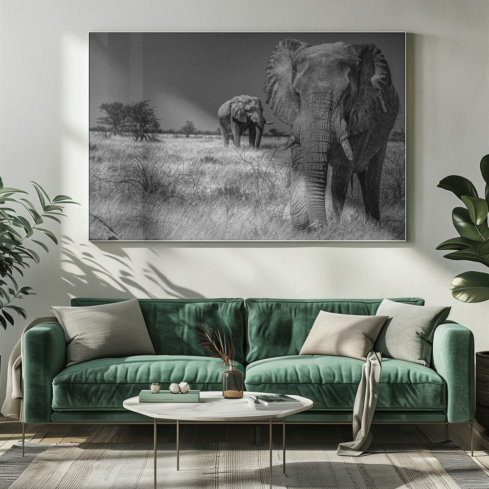 Elephant fields | Canvas