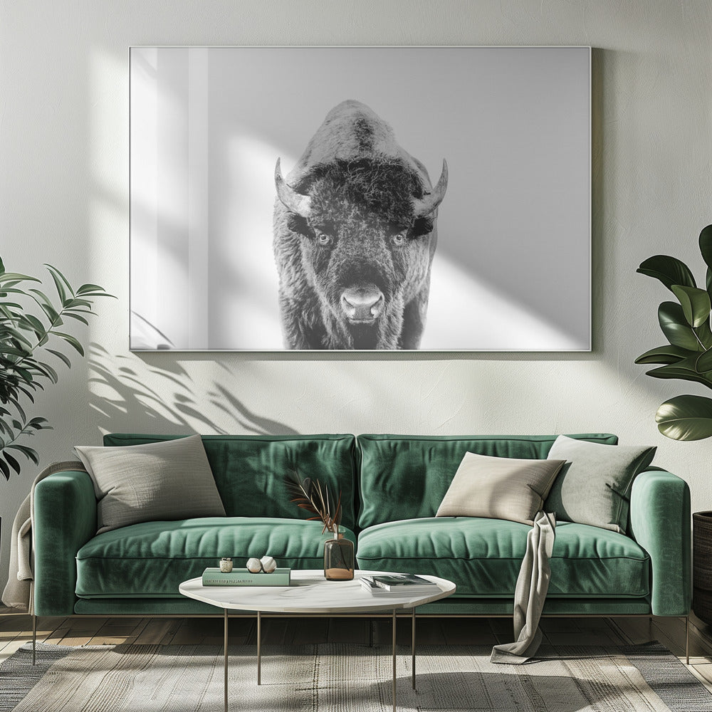 Bison Bw | Leinwand-Bilder