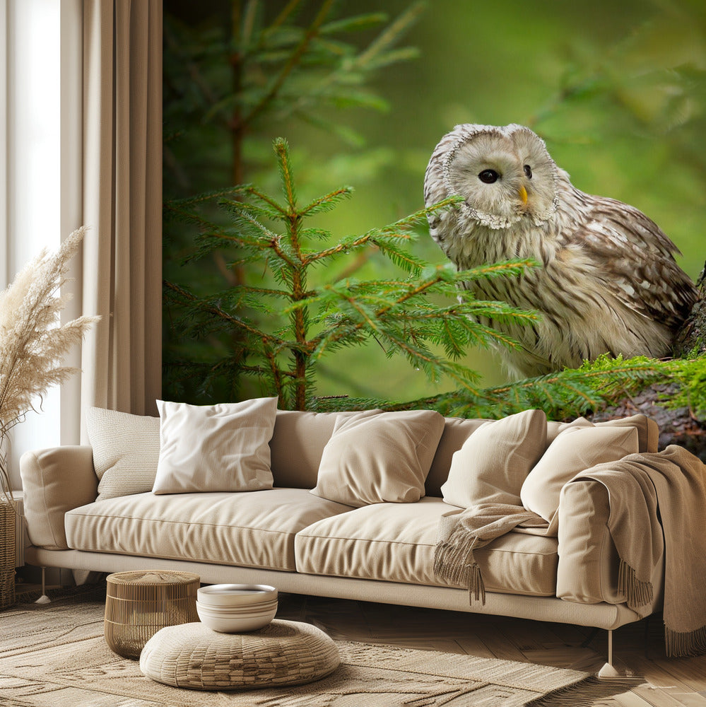 Viirupöllö | Valokuvatapetit