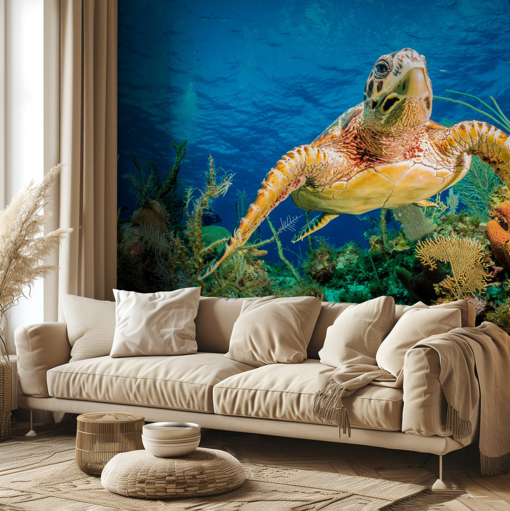 Hawksbill turtle swimming through Caribbean reef | Wallpaper