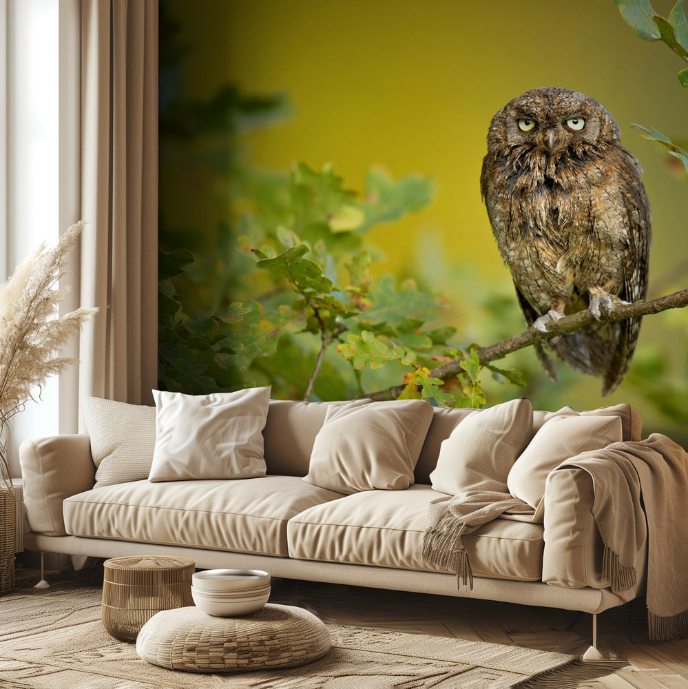 Eurasisk scopsugla | Fototapet