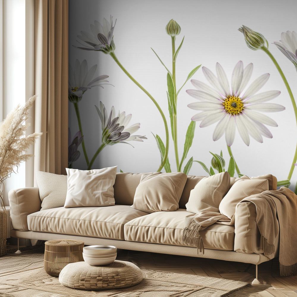 Cape Daisies | Wallpaper