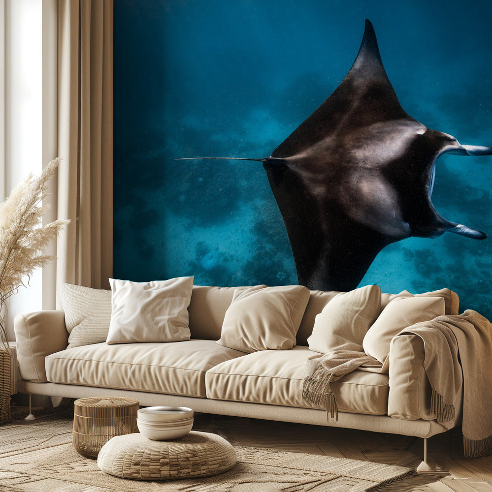 Manta fly!!! | Wallpaper