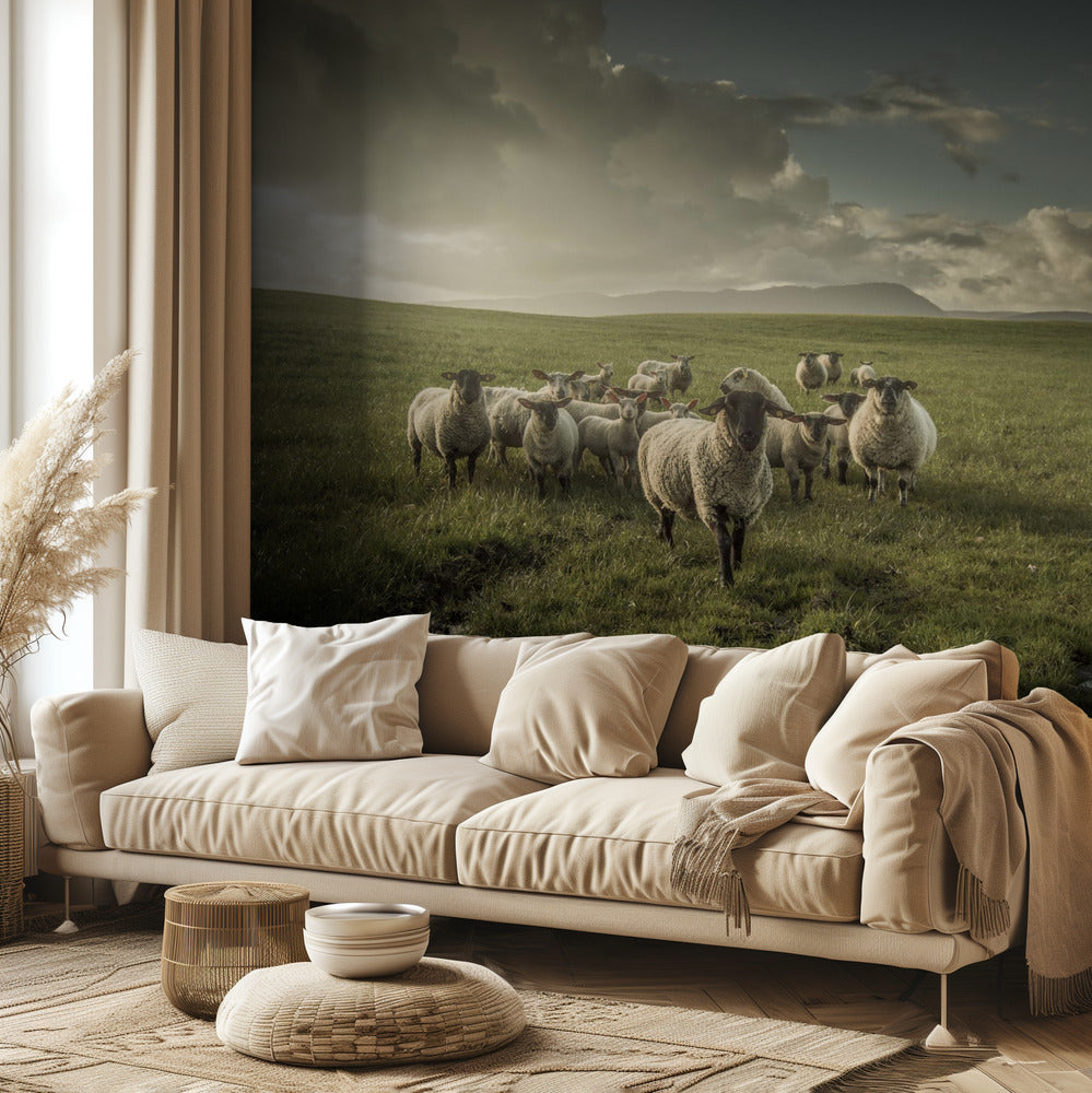Schafe | Fototapeten