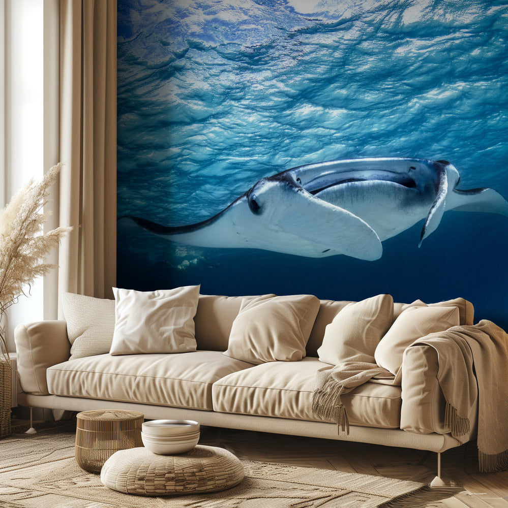 Manta ray | Wallpaper