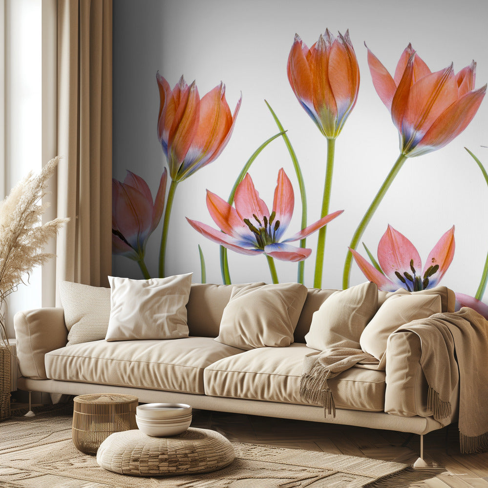 Apricot Tulips | Wallpaper