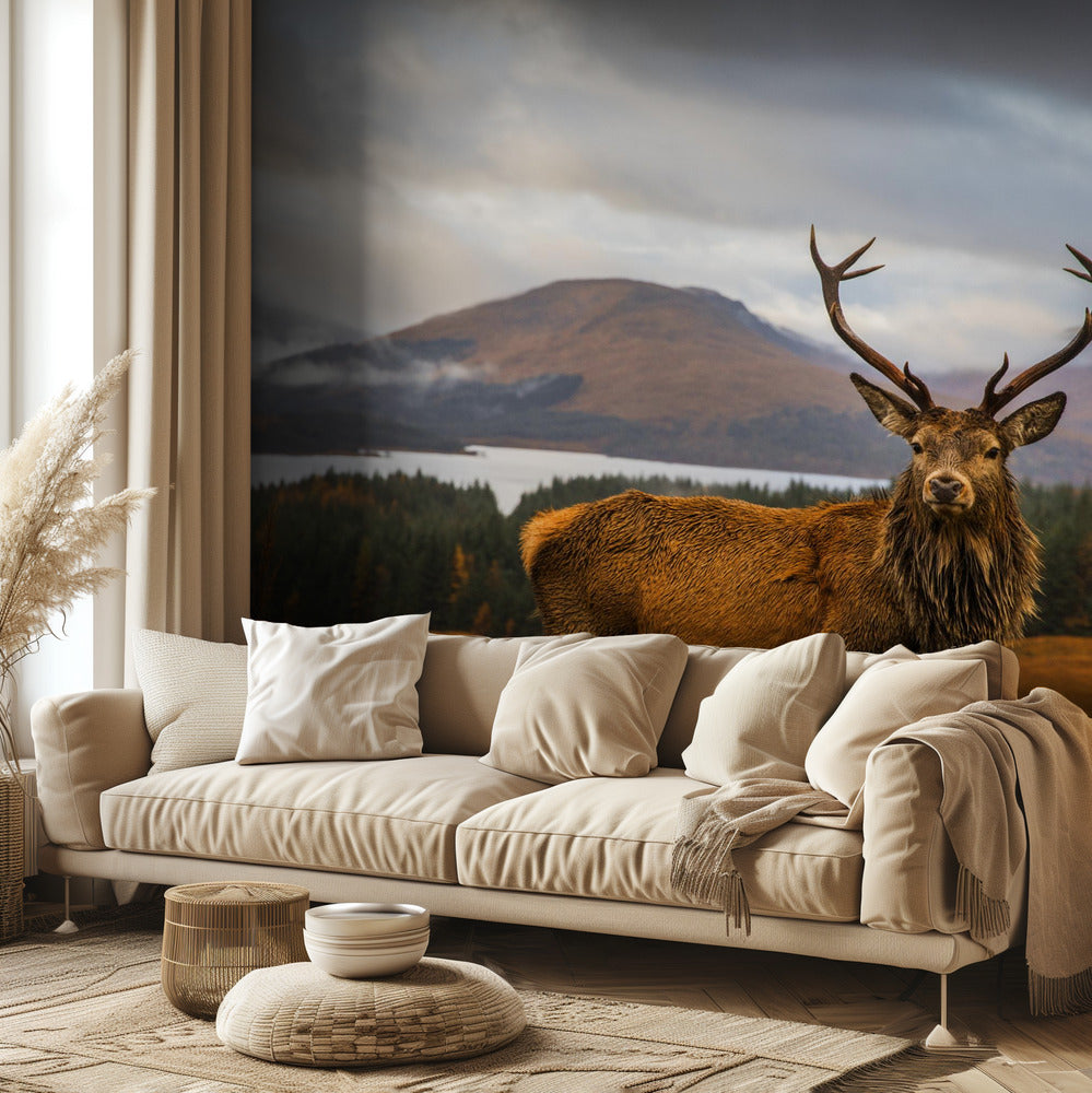 Skotlannin hirvi | Valokuvatapetit