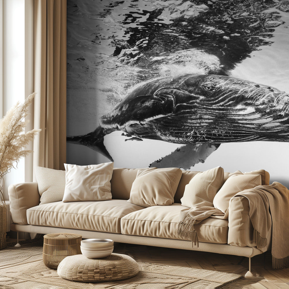 Cría de ballena jorobada | Papel Pintado Fotográfico