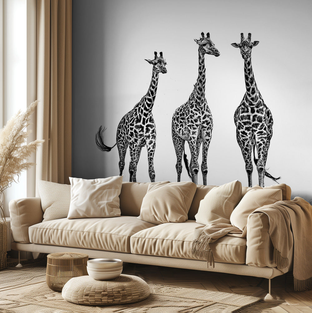 Giraffes in the Mara plains | Wallpaper