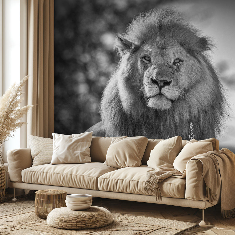 Yksivärinen leijonakuningas | Valokuvatapetit