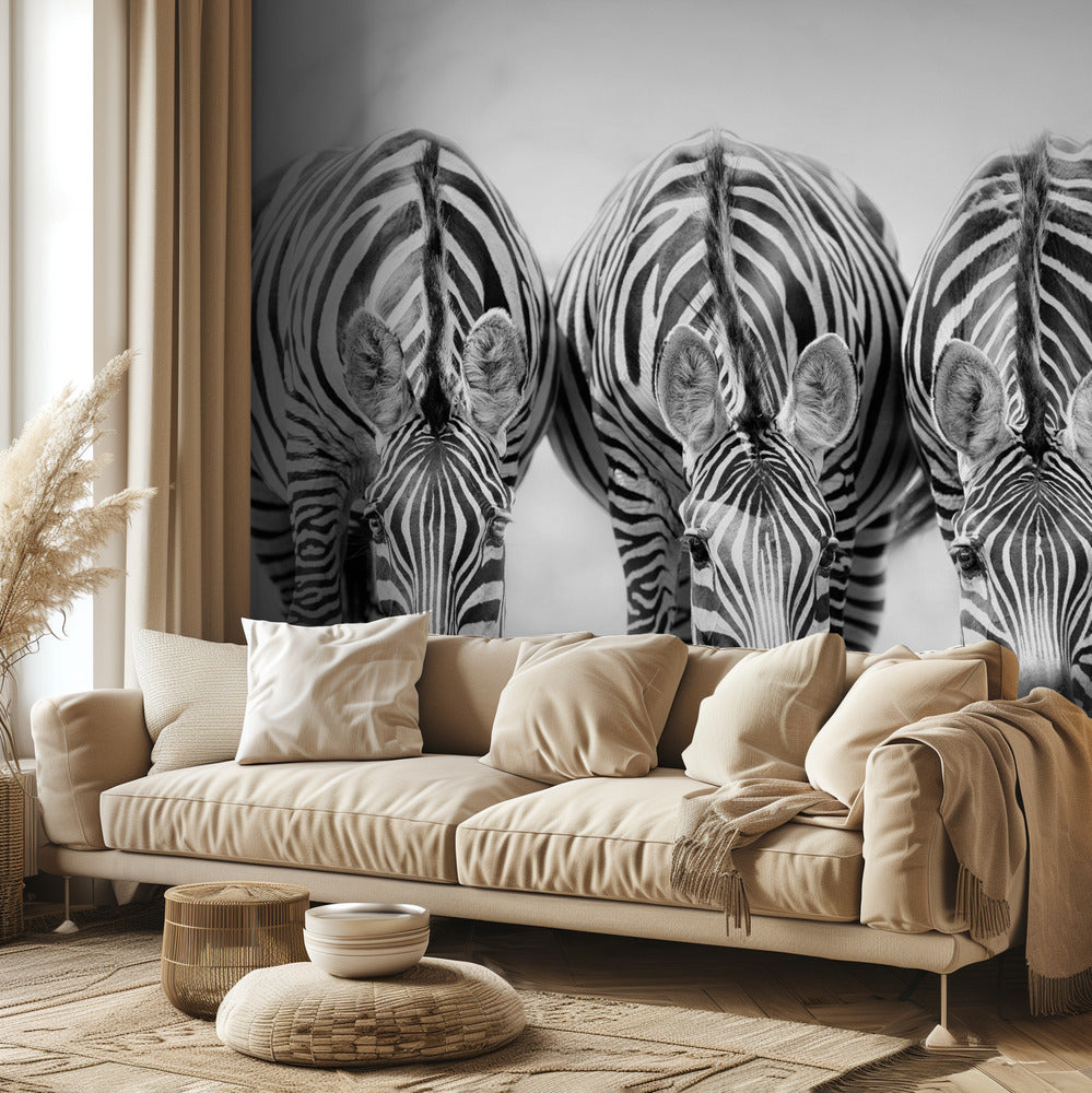 Cebras Papel Pintado Fotográfico