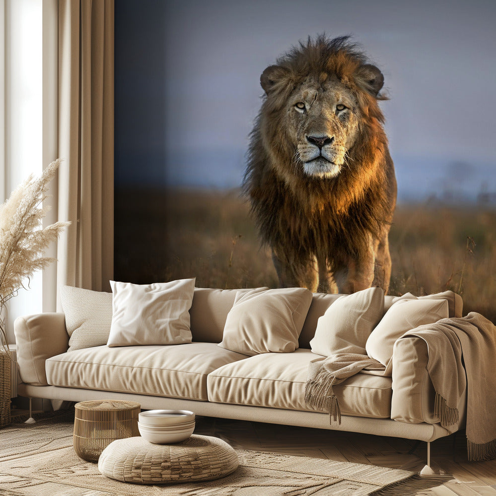 Leijona lähikuvassa | Valokuvatapetit