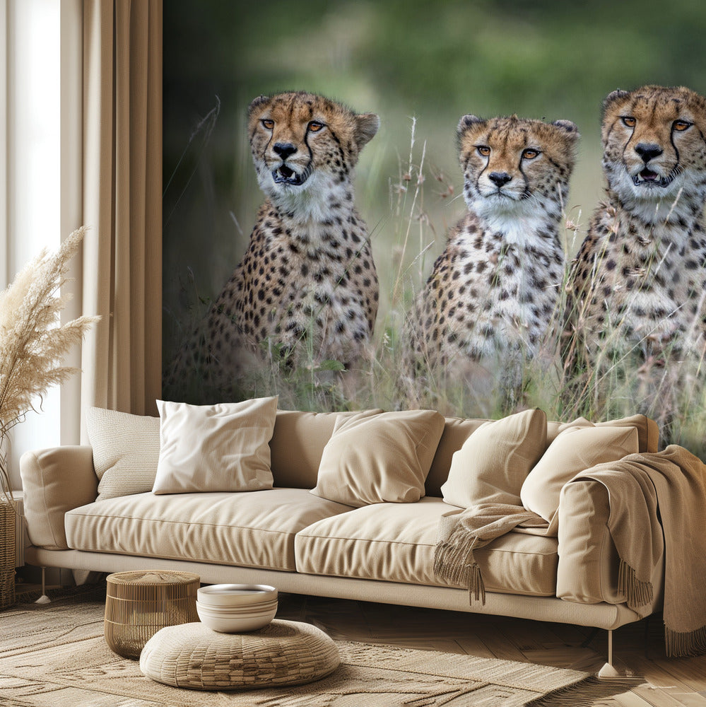 Cheetah cubs | Wallpaper