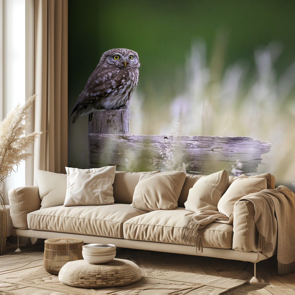 Little owl | Wallpaper