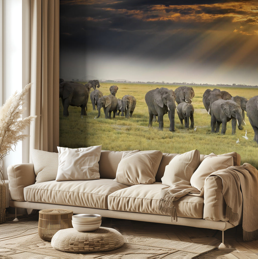 Norsujen rakkaudesta | Valokuvatapetit