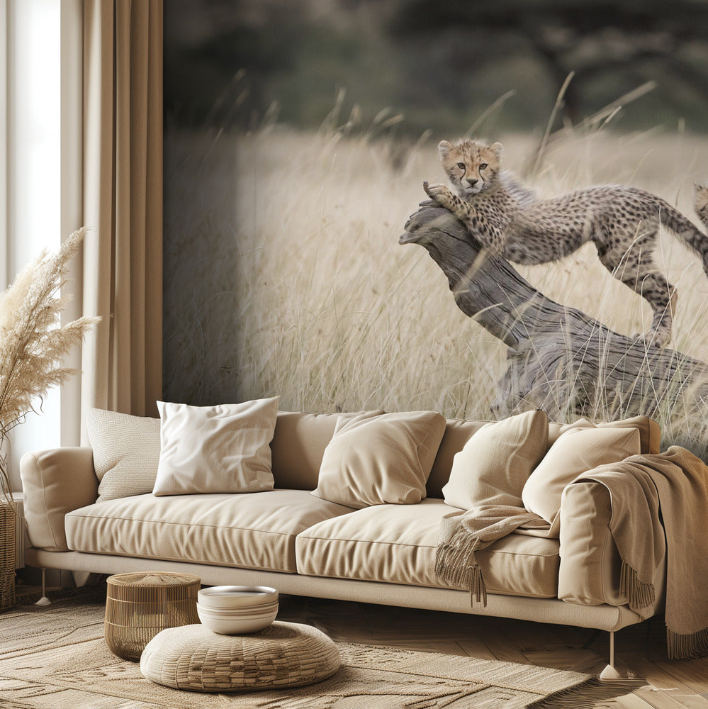 Uteliaat kissat | Valokuvatapetit