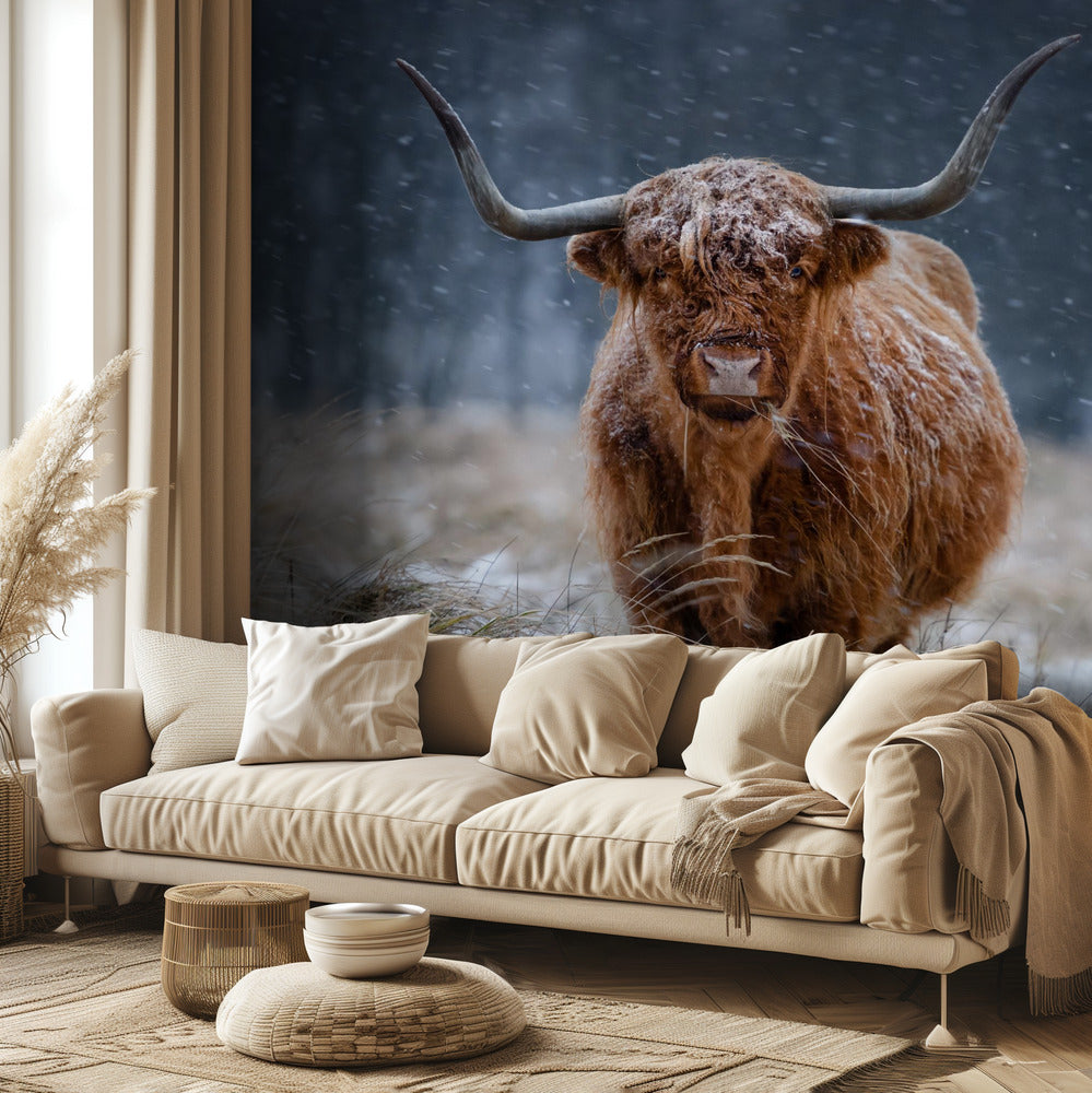 Snowy Highland cow | Wallpaper