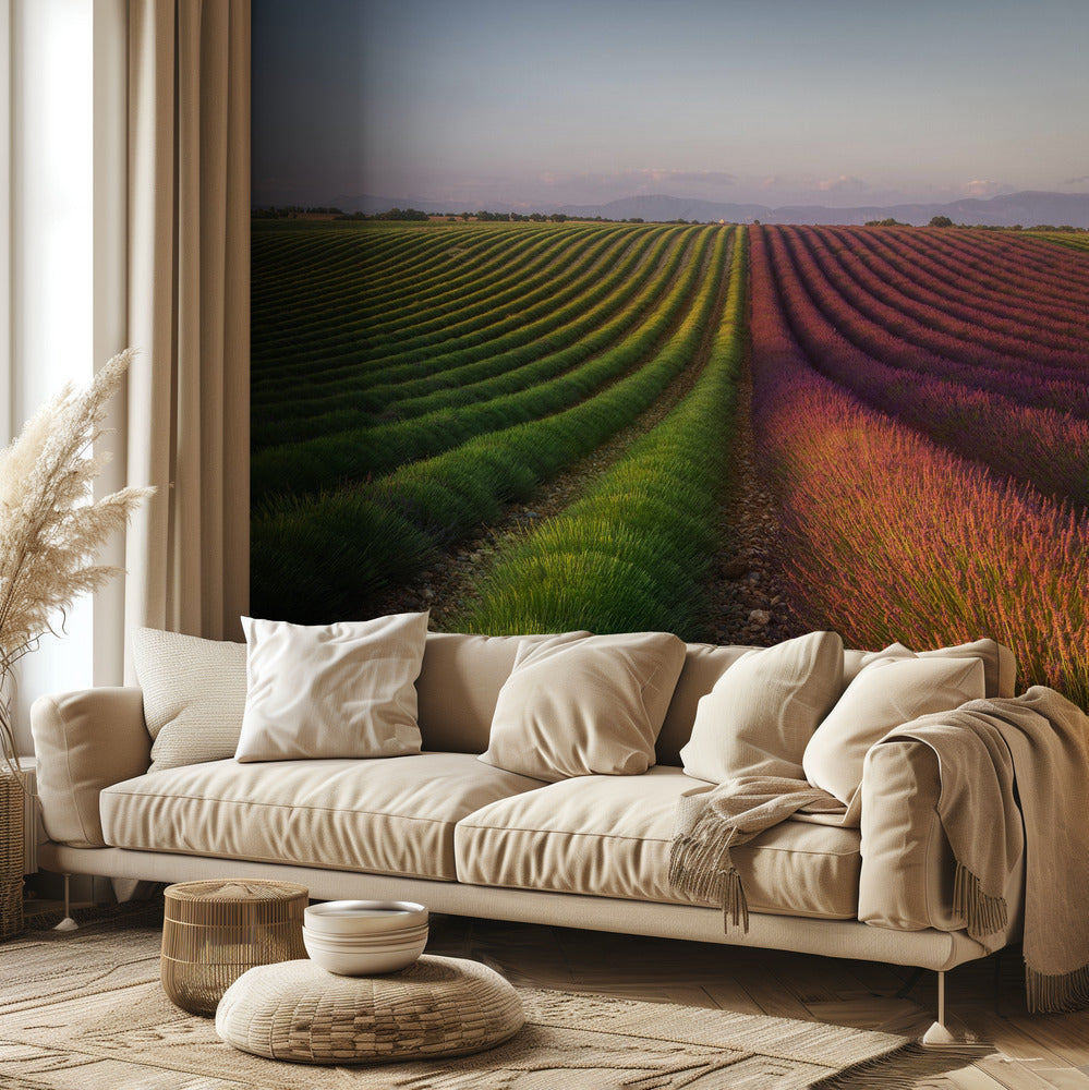 Field of lavender | Wallpaper