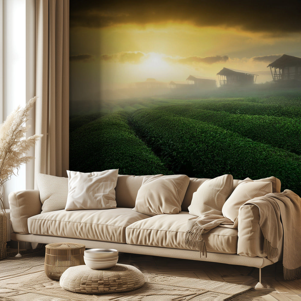 misty sunrise in tea garden | Wallpaper