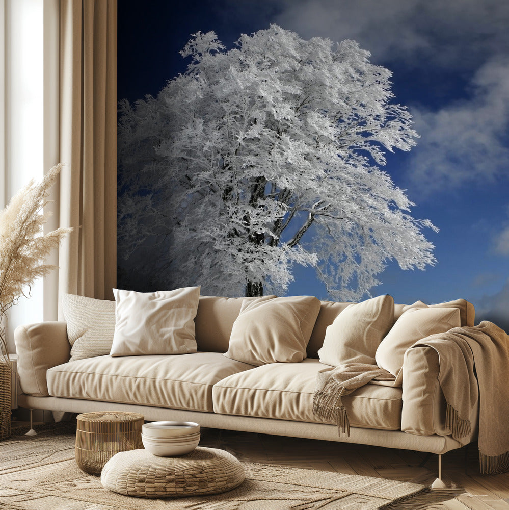 Weiße Windbuche im Schwarzwald | Fototapeten