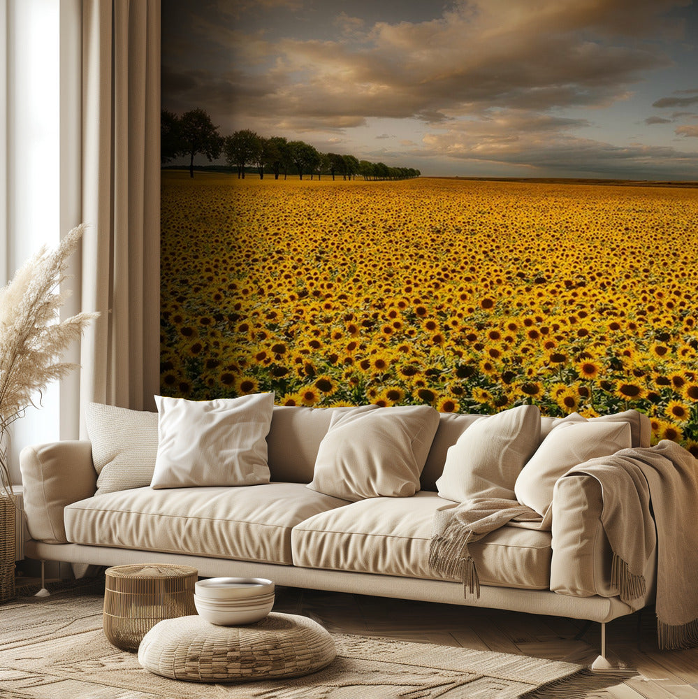 Girasoli | Carta da Parati Fotografica