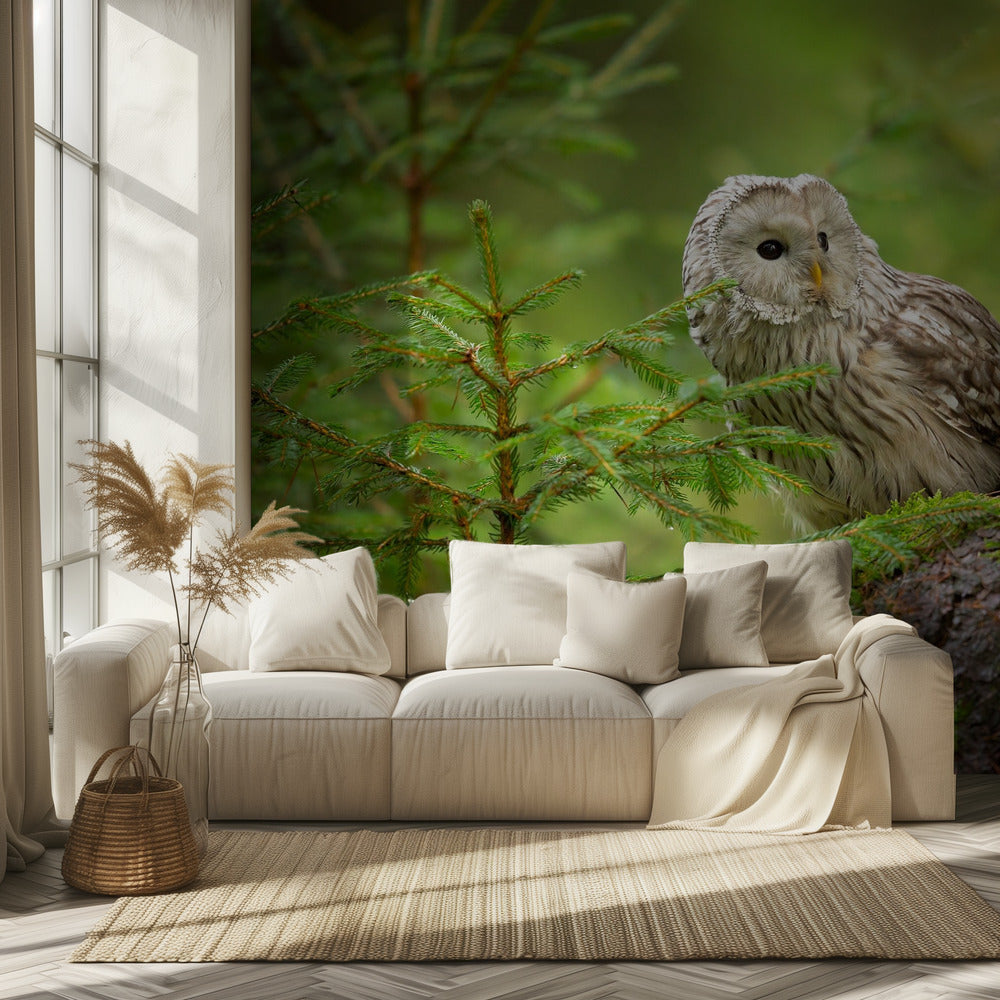 Viirupöllö | Valokuvatapetit