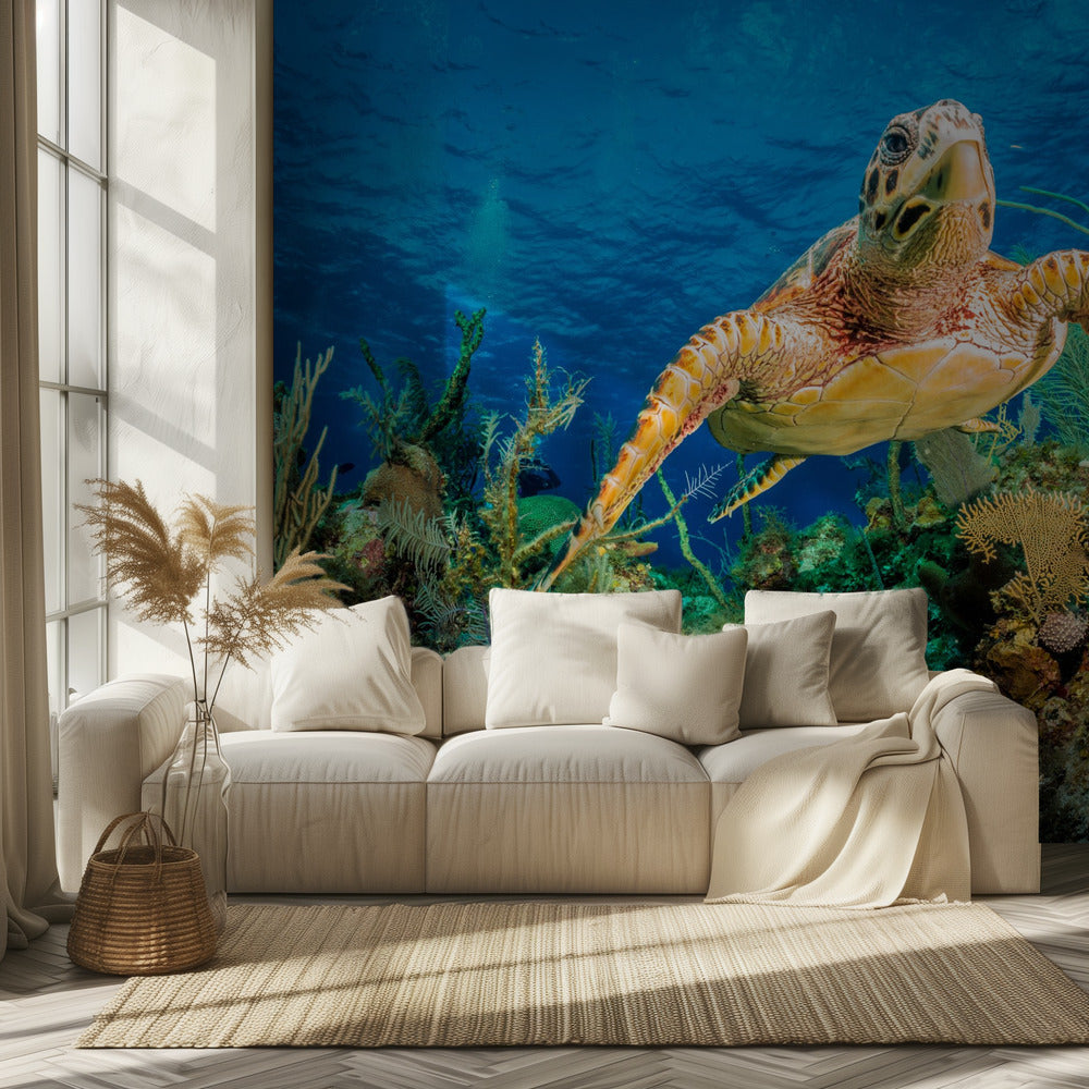 Tortuga carey nadando a través del arrecife del Caribe | Papel Pintado Fotográfico