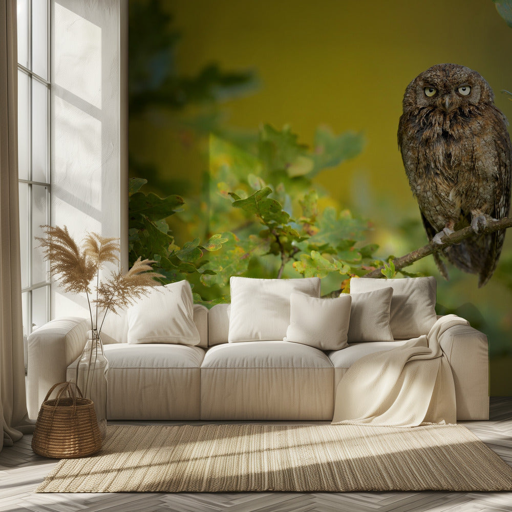 Eurasisk scopsugla | Fototapet