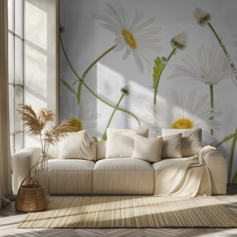 Margaritas de ojo de buey | Papel Pintado Fotográfico