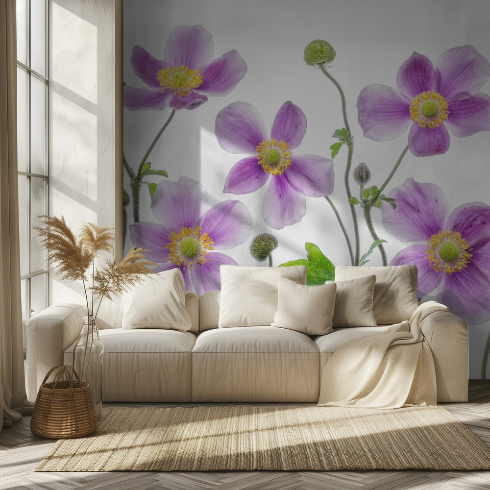 Anemone Japonica | Wallpaper