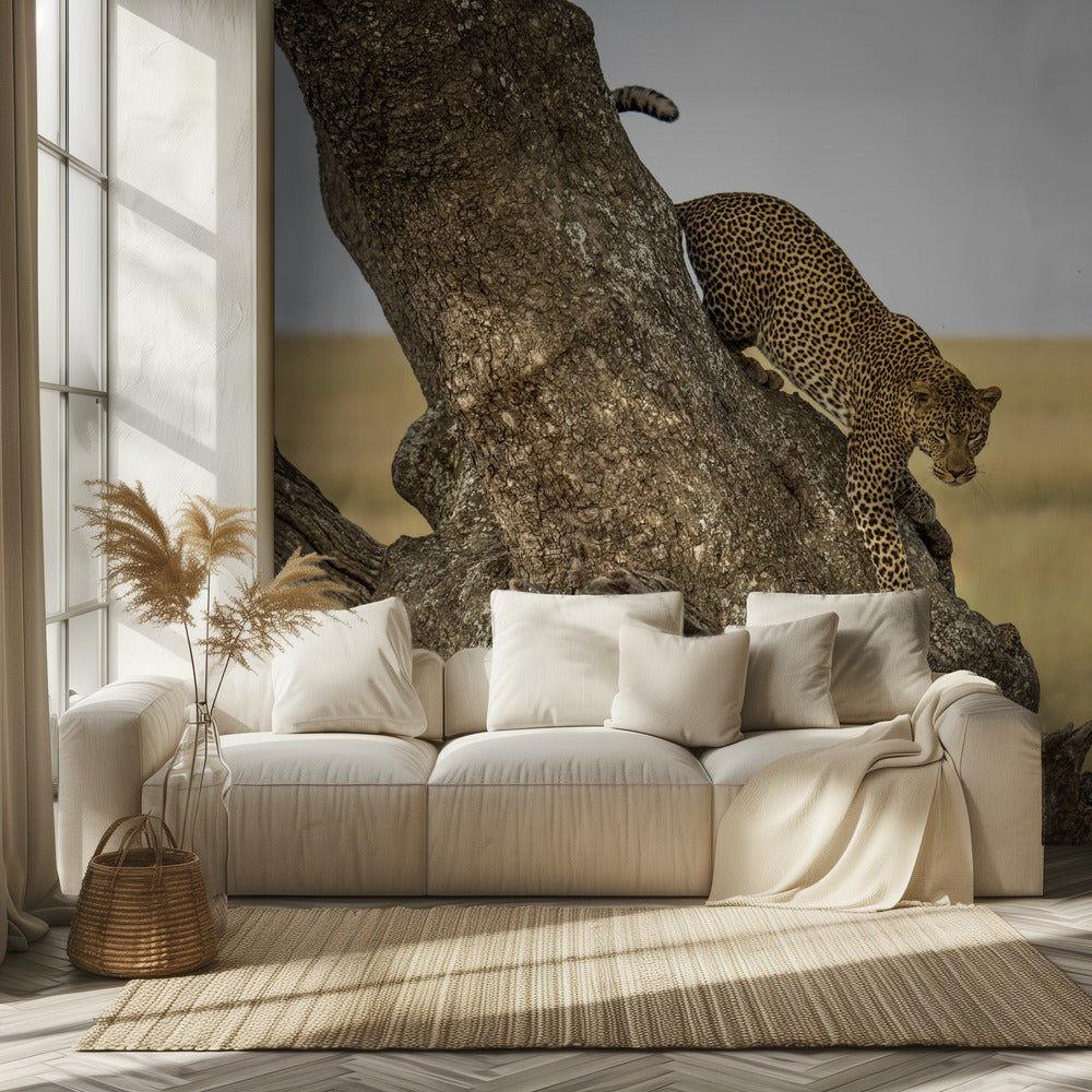 Leopardi - Serengheti, Tansania | Valokuvatapetit