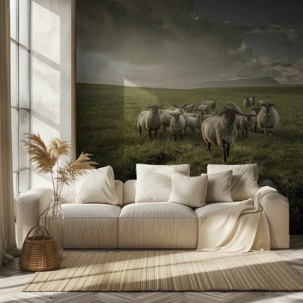 Sheep | Wallpaper