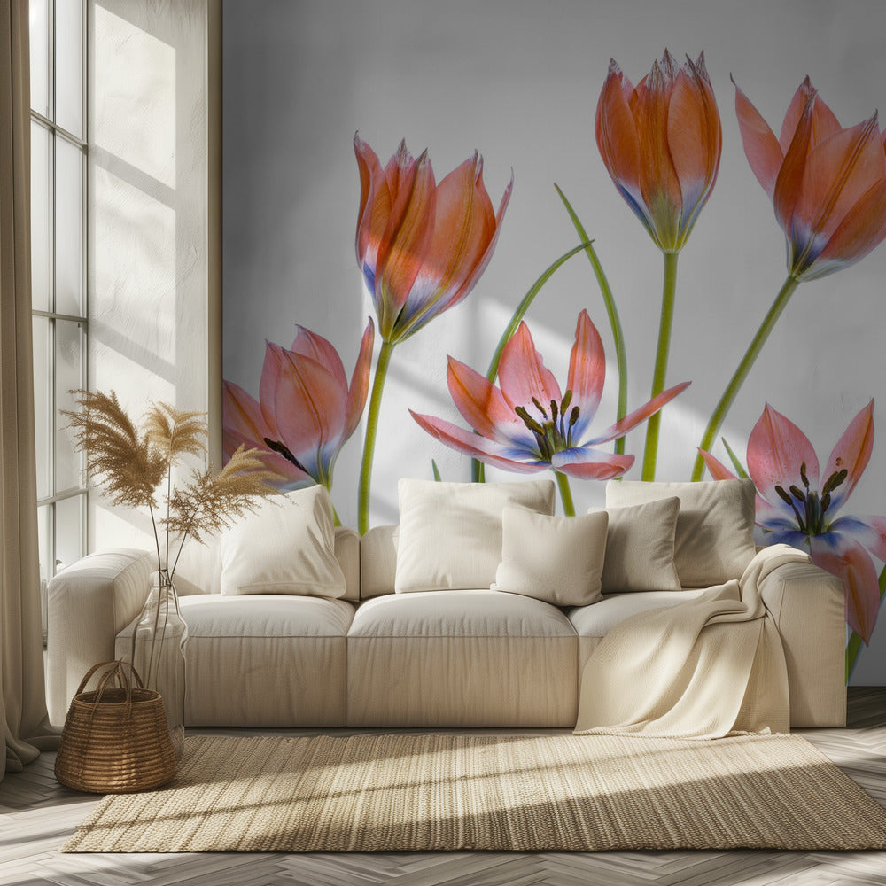 Apricot Tulips | Wallpaper