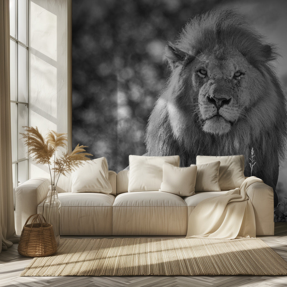 Yksivärinen leijonakuningas | Valokuvatapetit