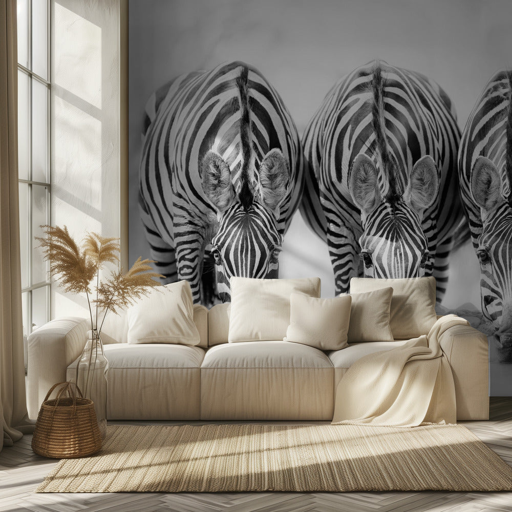 Cebras Papel Pintado Fotográfico