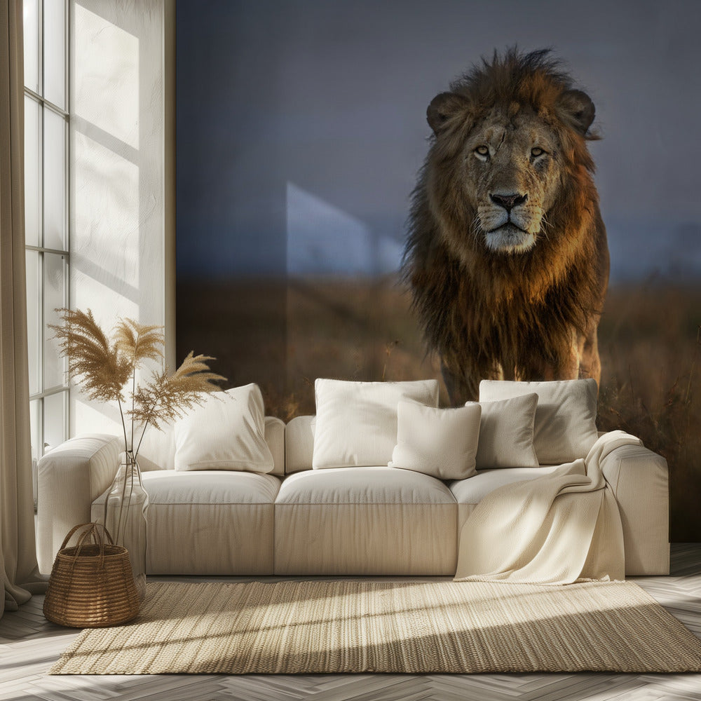 Leijona lähikuvassa | Valokuvatapetit