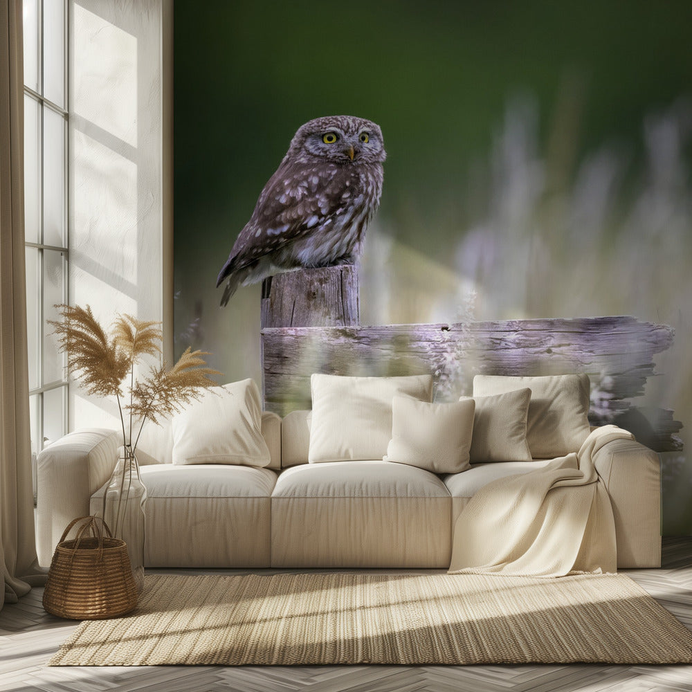 Pikku pöllö | Valokuvatapetit