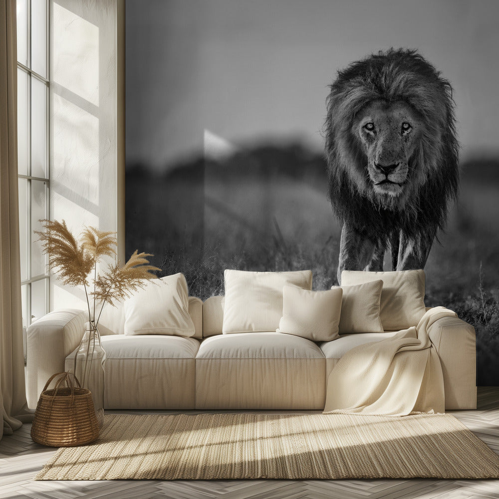 Vanha poika | Valokuvatapetit