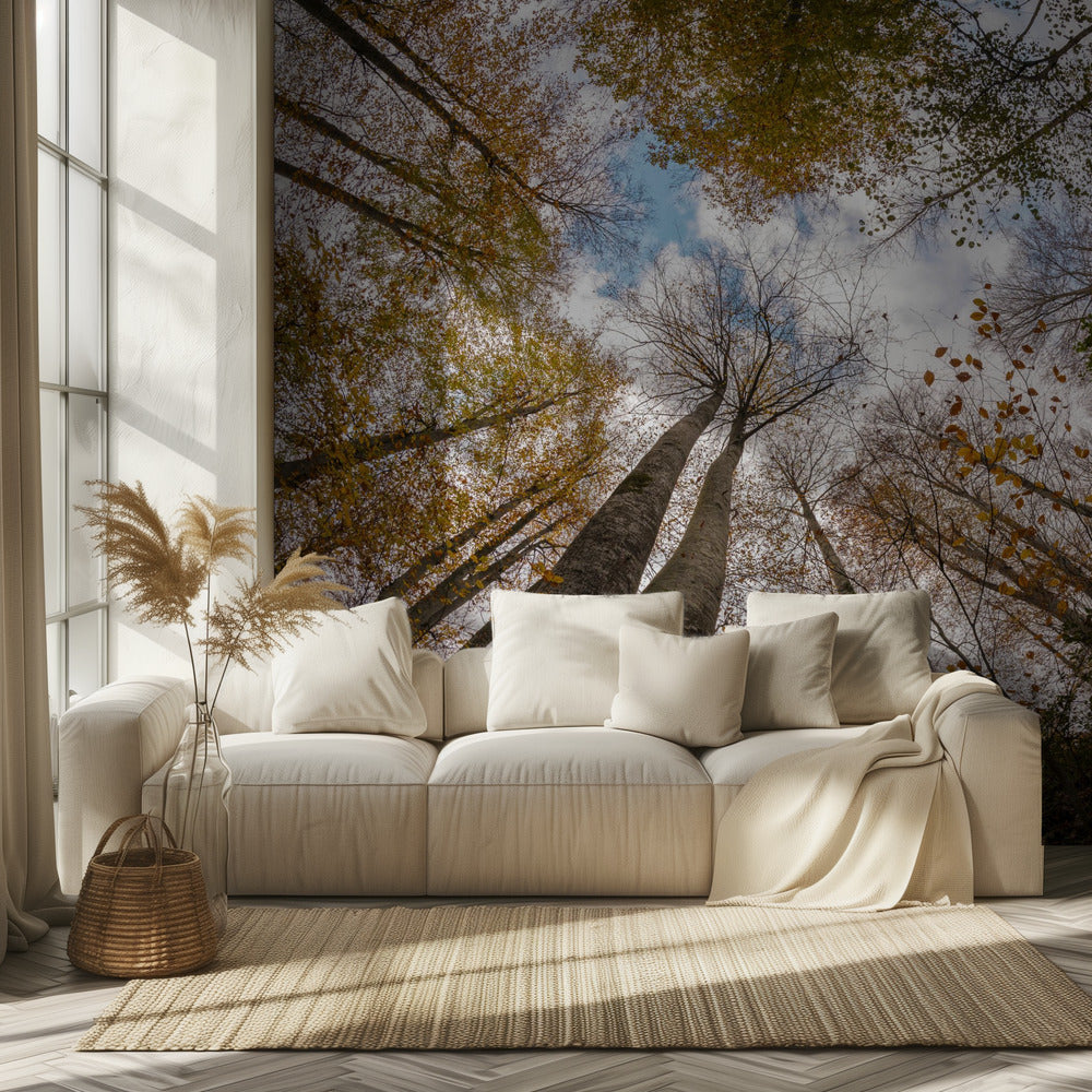 Metsä | Valokuvatapetit