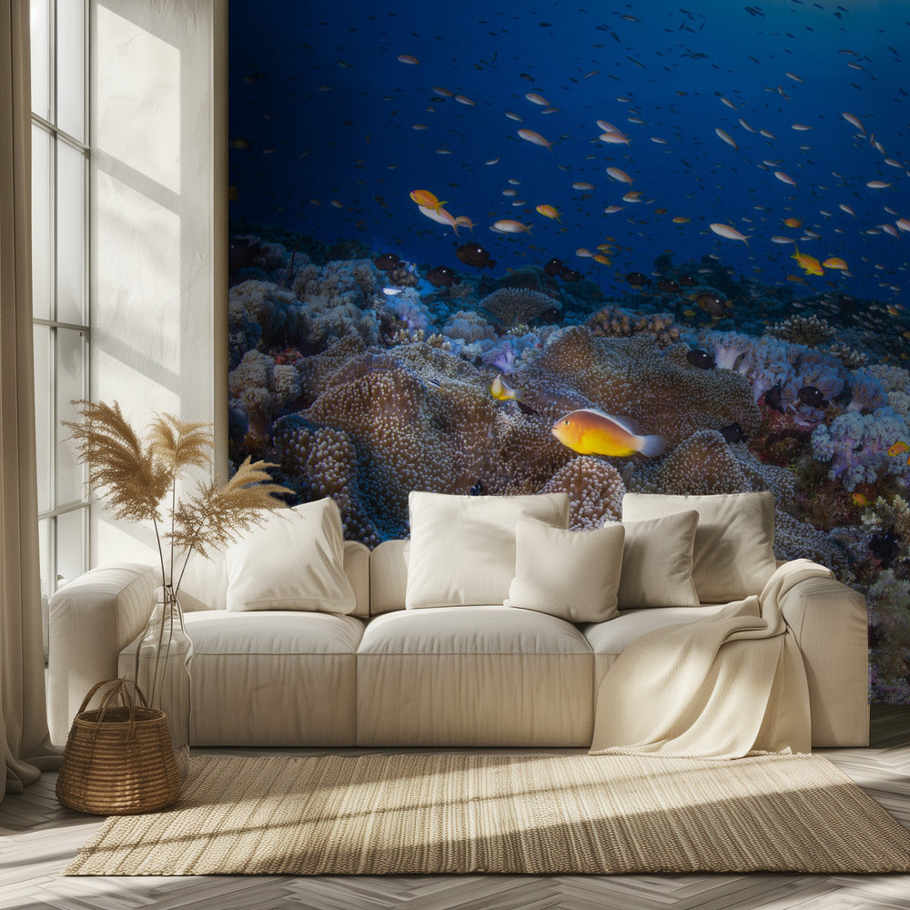 Anemon ja Anthias | Valokuvatapetit