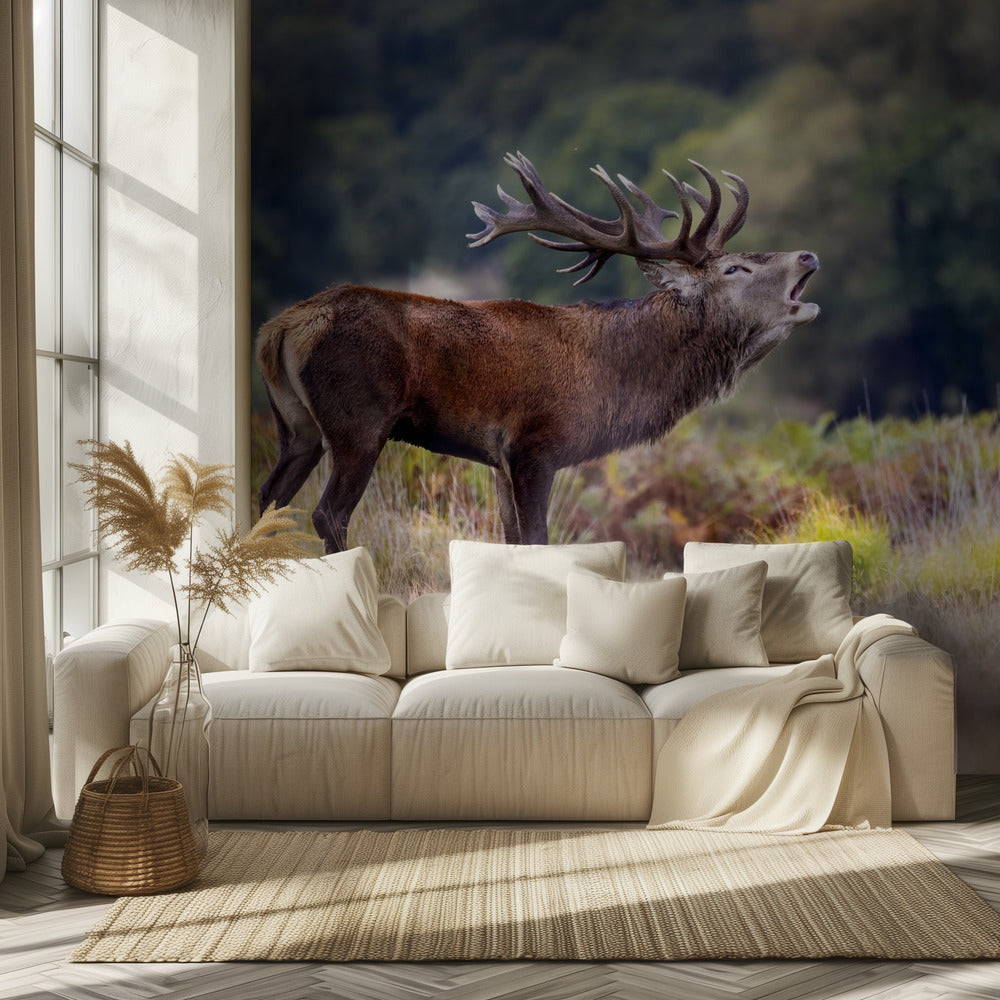 Hirven kirkaisu | Valokuvatapetit