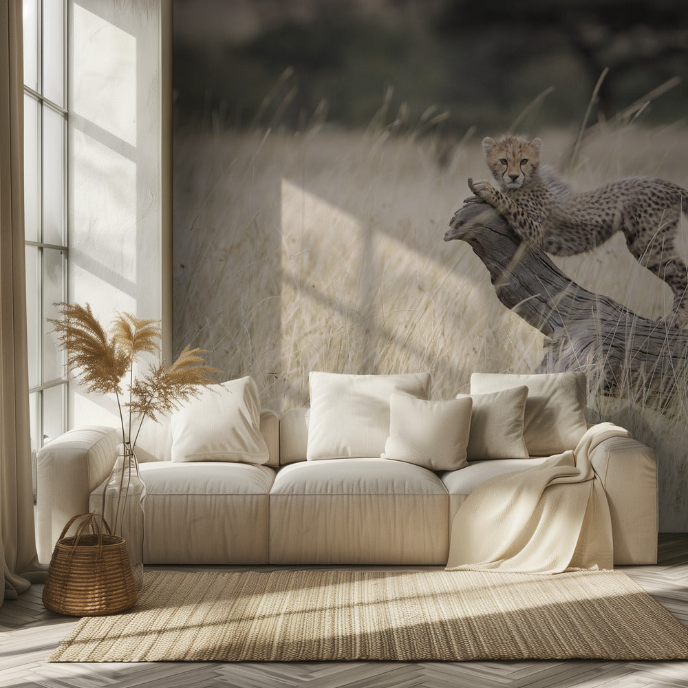 Uteliaat kissat | Valokuvatapetit