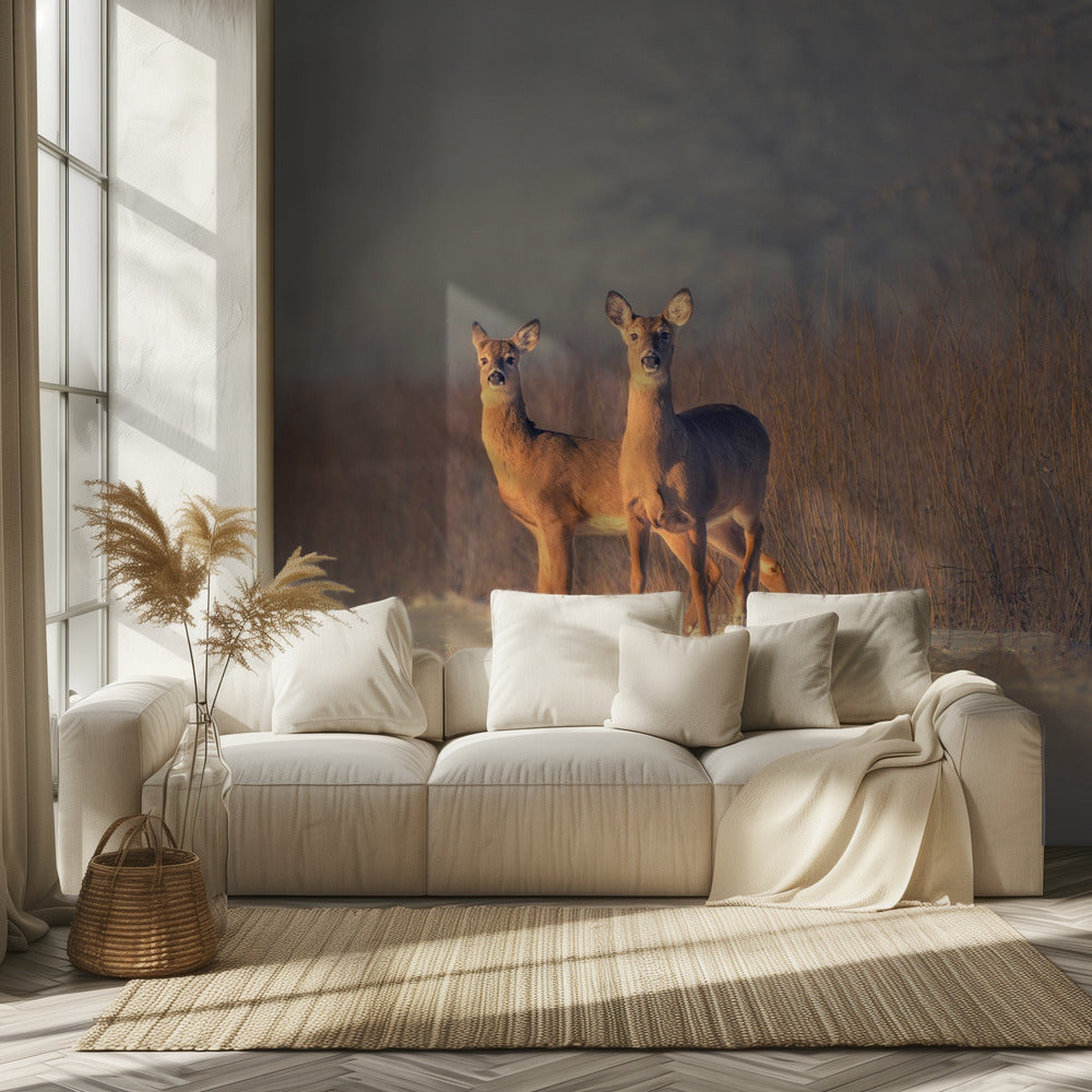 Kolme peuraa | Valokuvatapetit