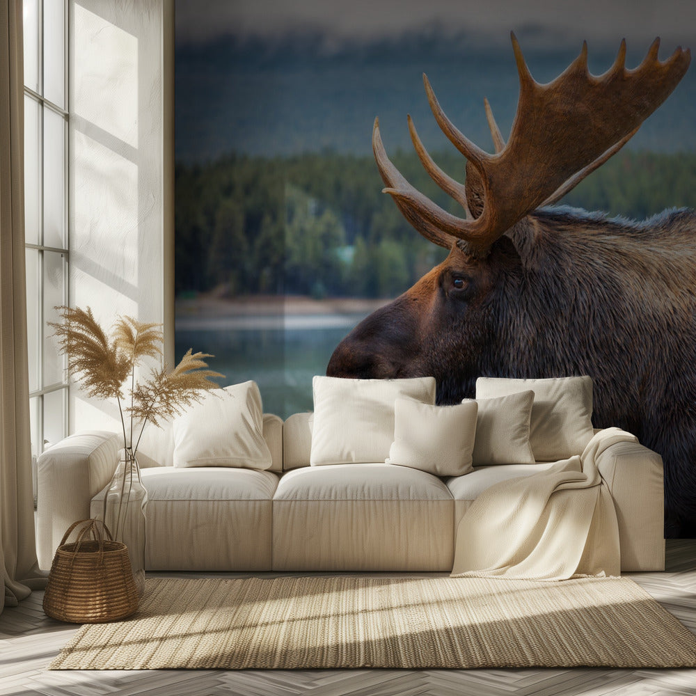 Hirvi | Valokuvatapetit