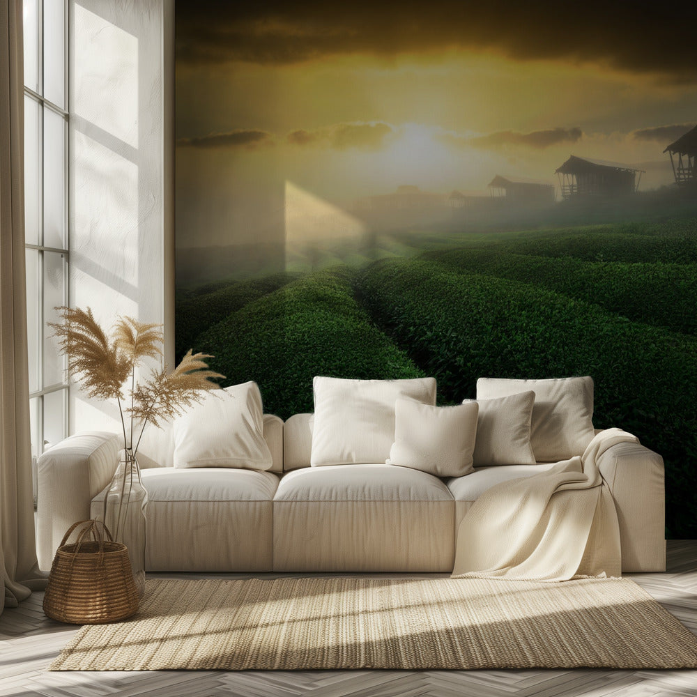 misty sunrise in tea garden | Wallpaper