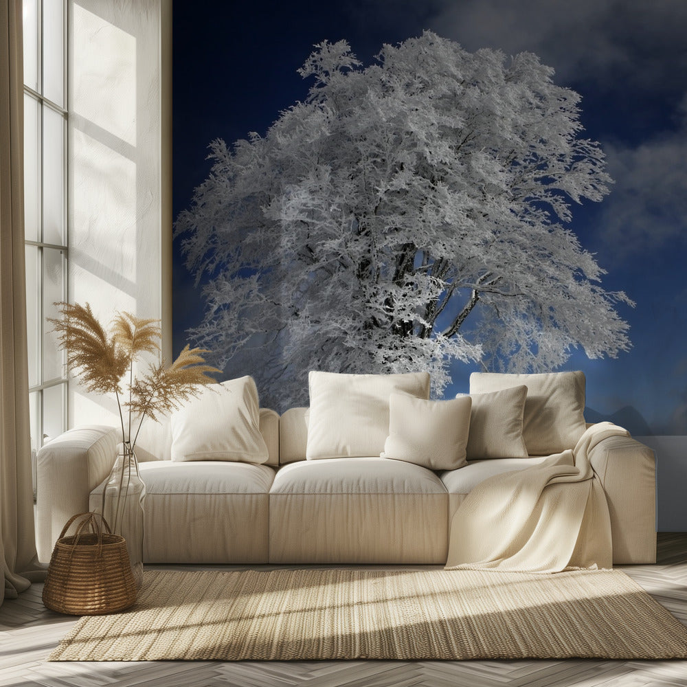 Weiße Windbuche im Schwarzwald | Fototapeten