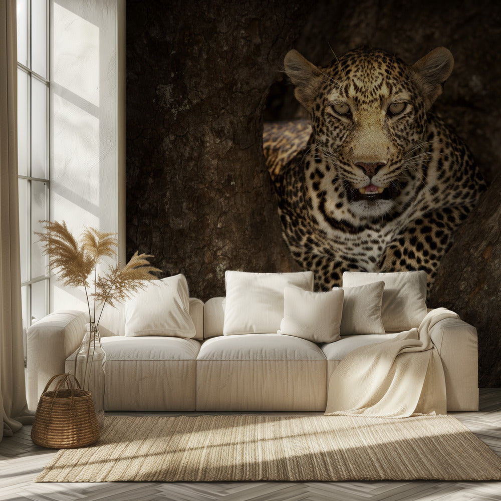 Leopardi lepää puussa Masai Marassa | Valokuvatapetit