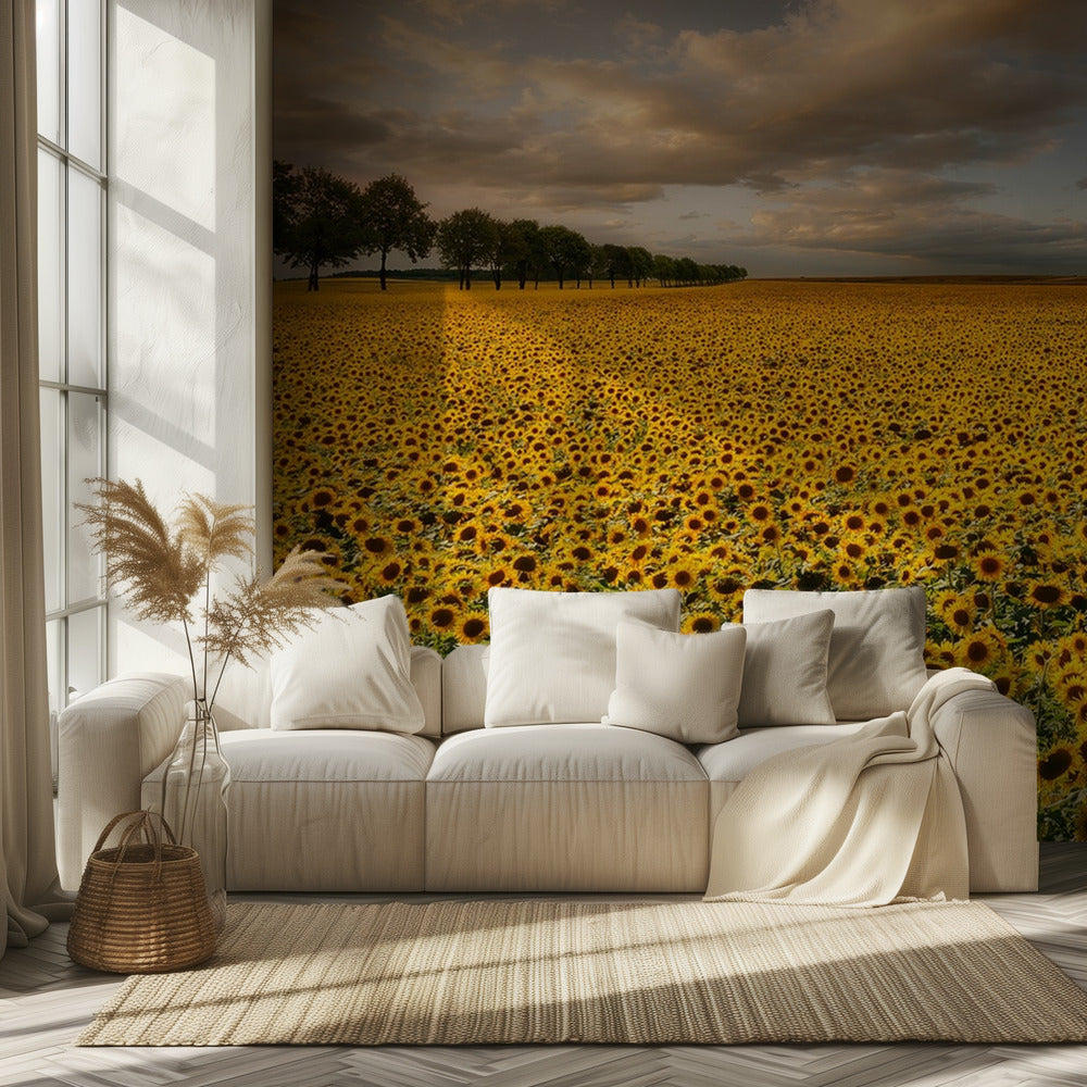 Girasoli | Carta da Parati Fotografica