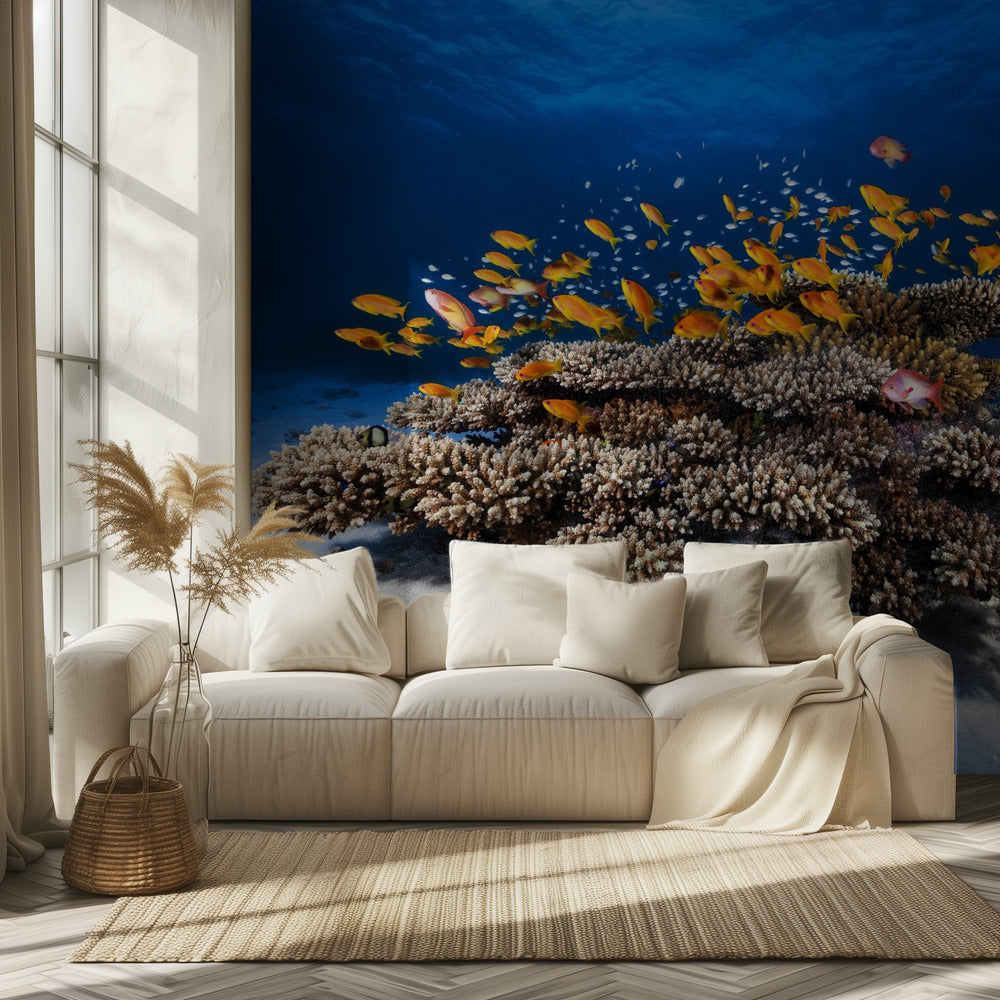 Vita marina | Carta da Parati Fotografica