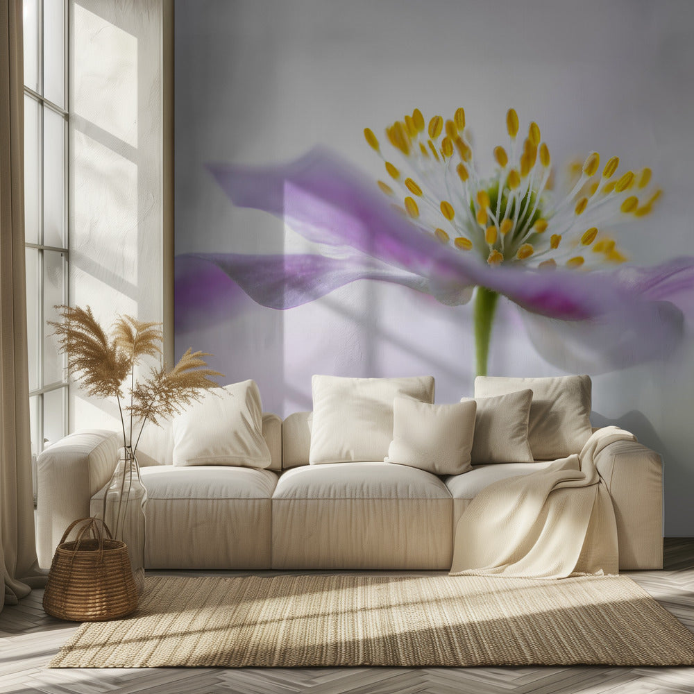 Wood Anemone | Wallpaper